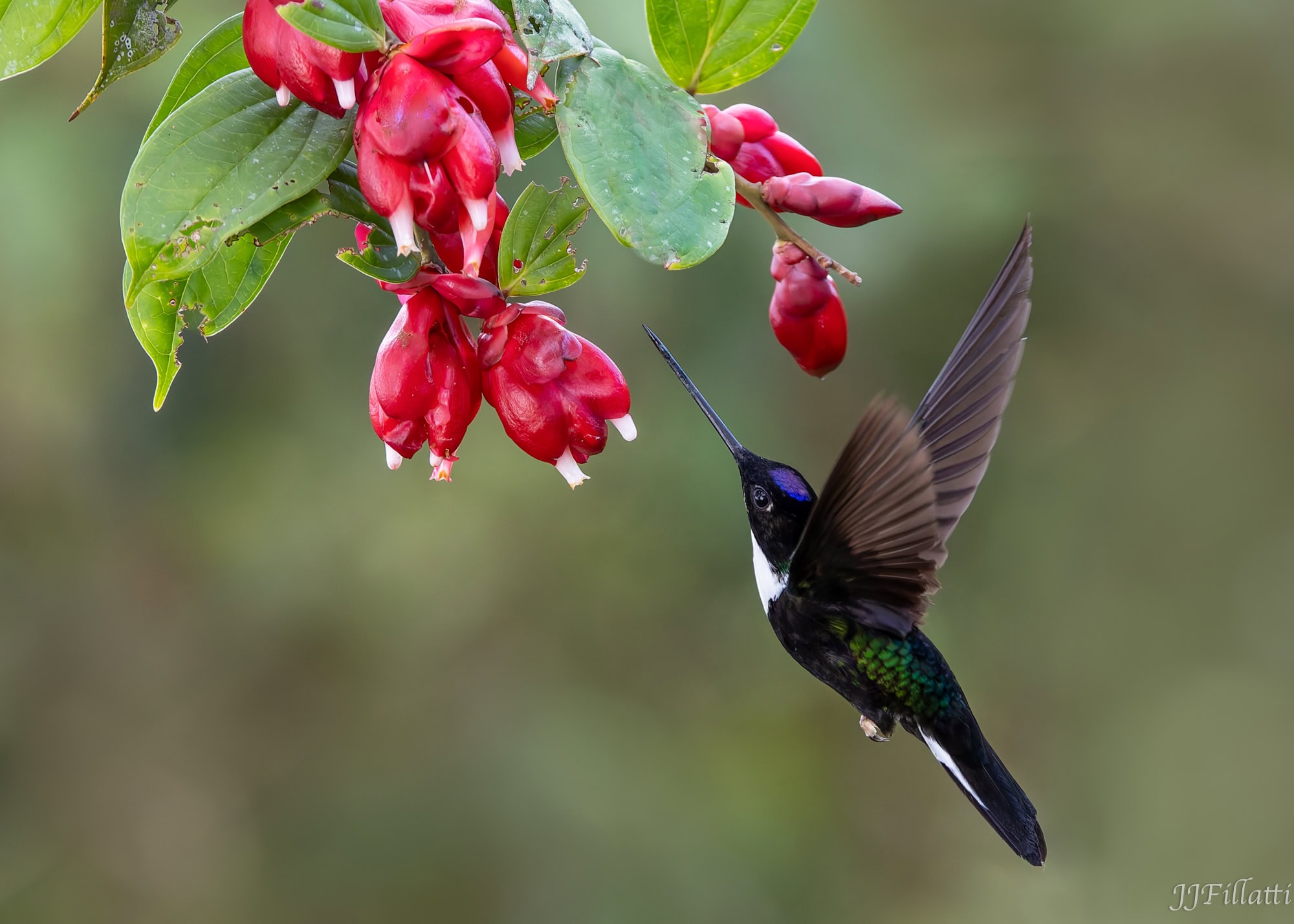 bird of colombia image 7